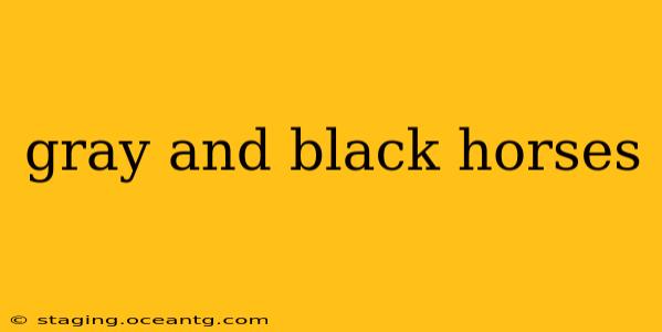 gray and black horses