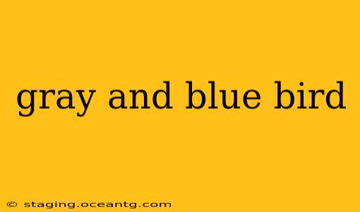 gray and blue bird