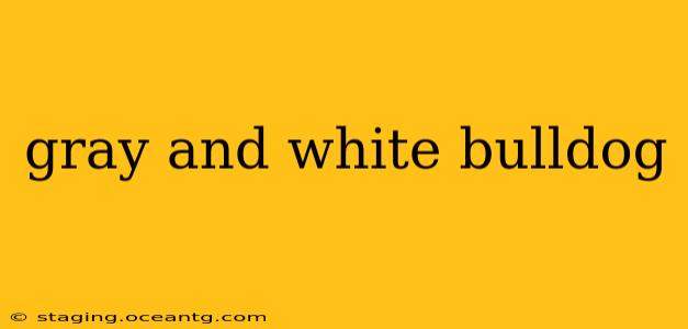 gray and white bulldog