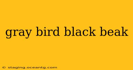 gray bird black beak