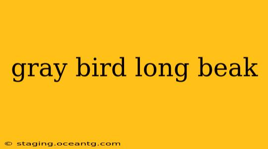 gray bird long beak