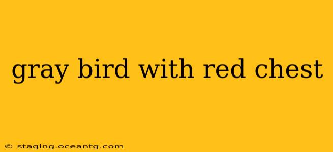 gray bird with red chest