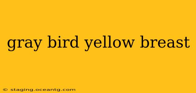 gray bird yellow breast