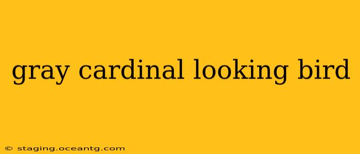 gray cardinal looking bird