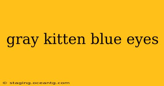gray kitten blue eyes