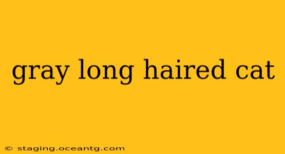 gray long haired cat