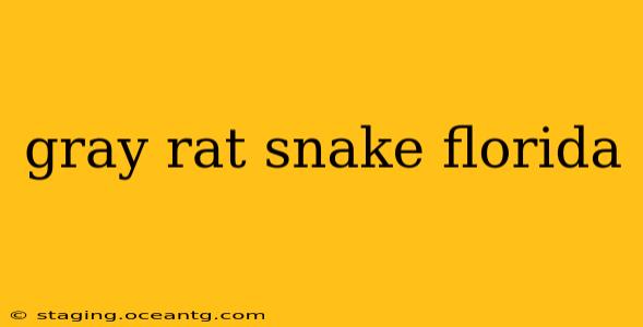 gray rat snake florida