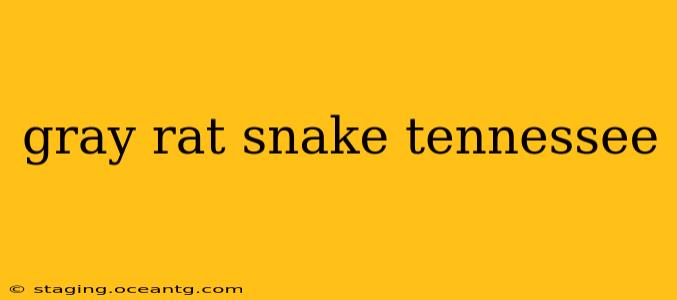 gray rat snake tennessee