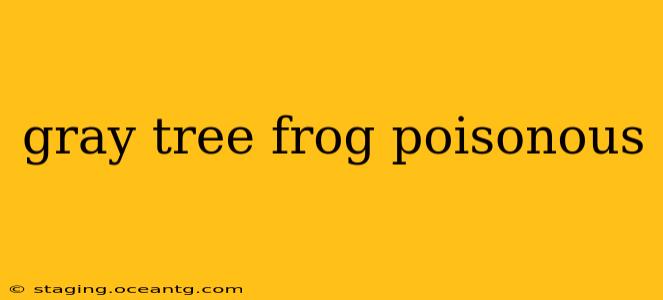 gray tree frog poisonous