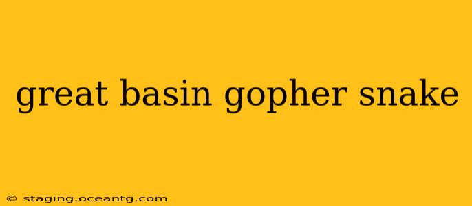 great basin gopher snake