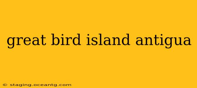 great bird island antigua