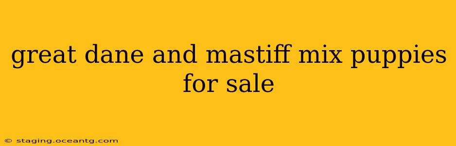 great dane and mastiff mix puppies for sale
