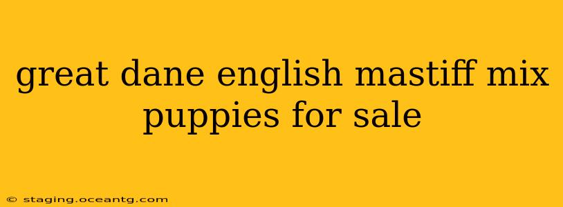 great dane english mastiff mix puppies for sale