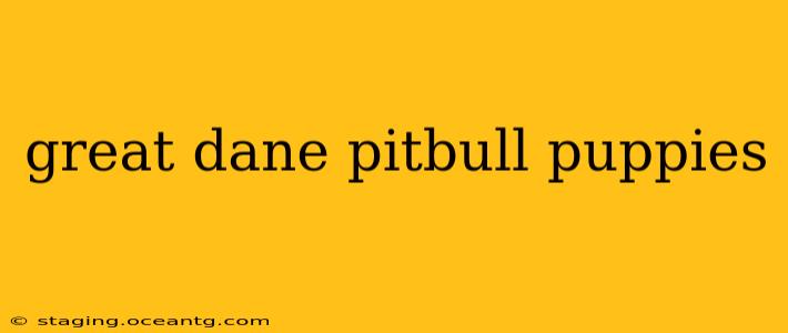great dane pitbull puppies