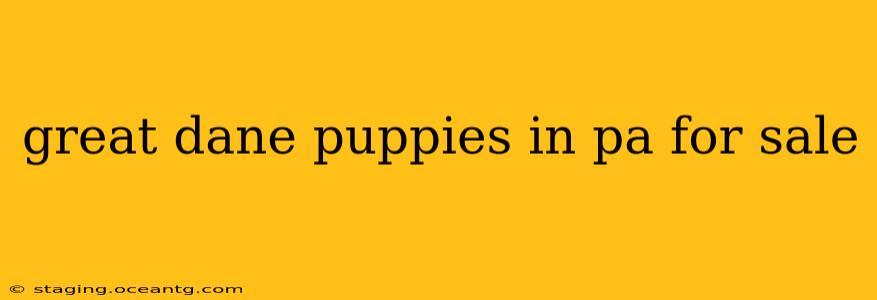 great dane puppies in pa for sale