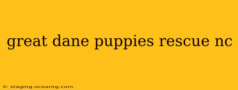 great dane puppies rescue nc