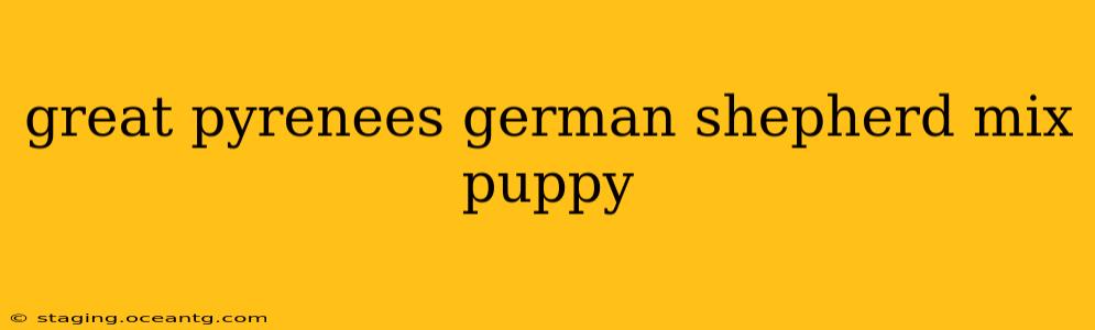 great pyrenees german shepherd mix puppy