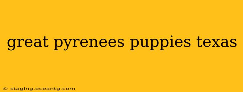 great pyrenees puppies texas