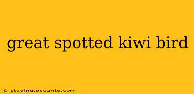 great spotted kiwi bird