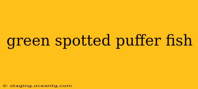 green spotted puffer fish