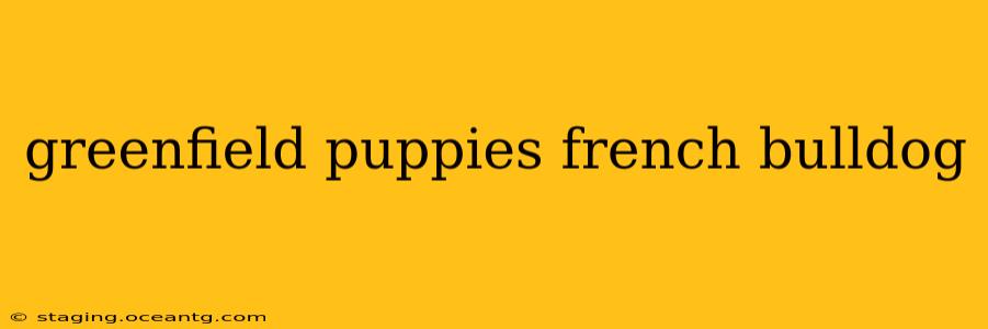 greenfield puppies french bulldog