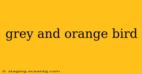 grey and orange bird