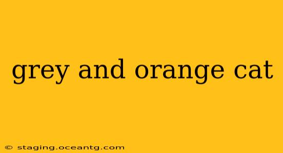 grey and orange cat