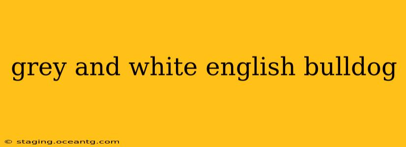 grey and white english bulldog
