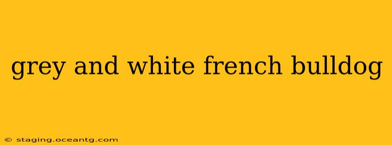 grey and white french bulldog