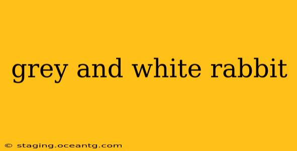 grey and white rabbit
