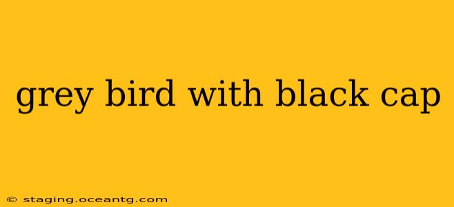 grey bird with black cap