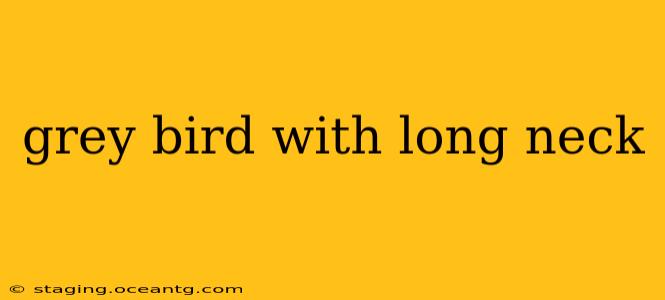 grey bird with long neck