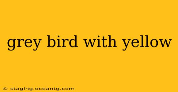 grey bird with yellow