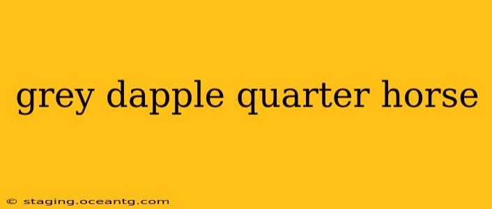 grey dapple quarter horse