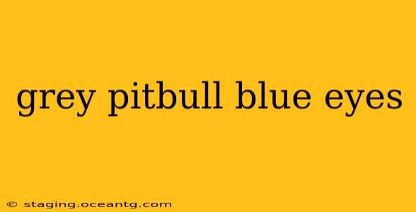 grey pitbull blue eyes