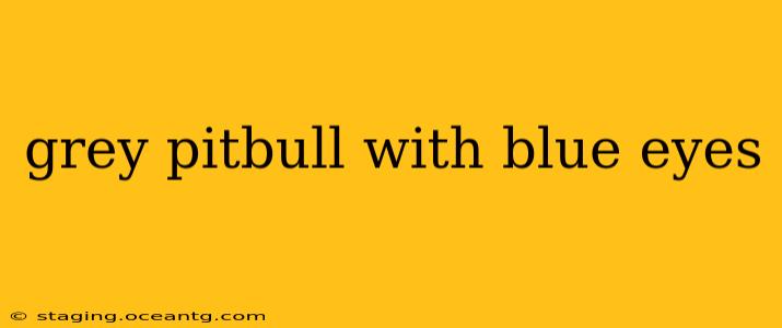 grey pitbull with blue eyes