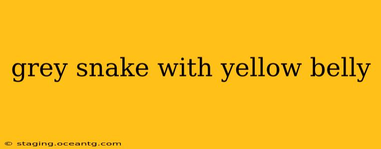 grey snake with yellow belly