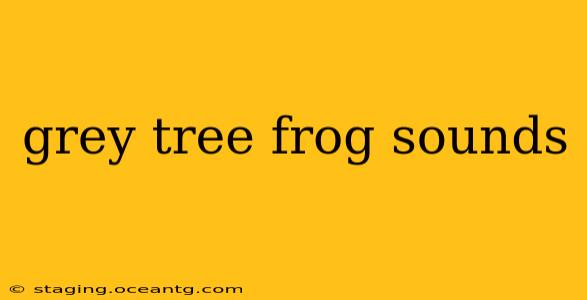 grey tree frog sounds