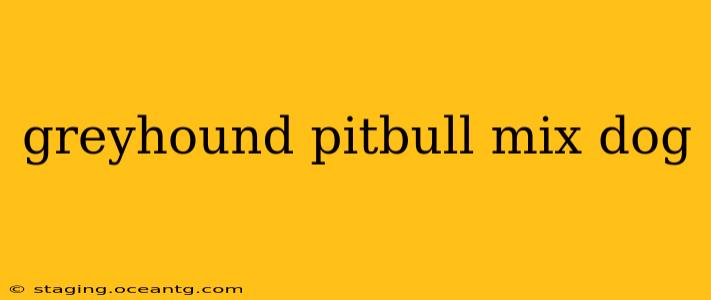 greyhound pitbull mix dog