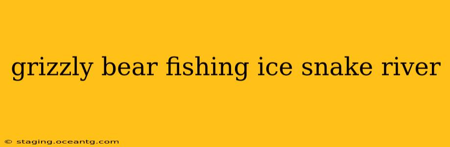 grizzly bear fishing ice snake river