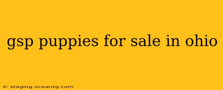 gsp puppies for sale in ohio
