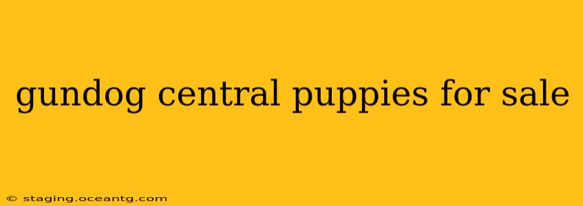 gundog central puppies for sale