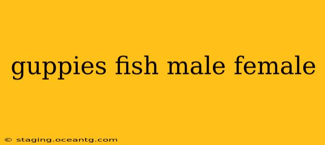 guppies fish male female