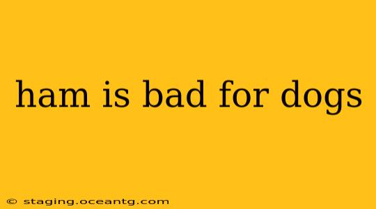 ham is bad for dogs