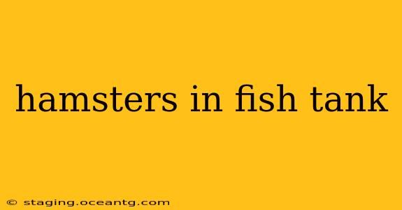 hamsters in fish tank