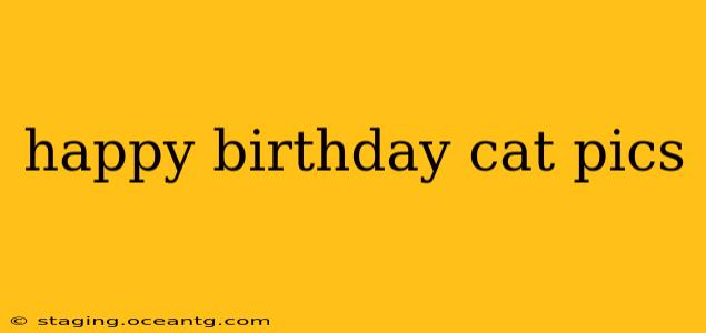 happy birthday cat pics