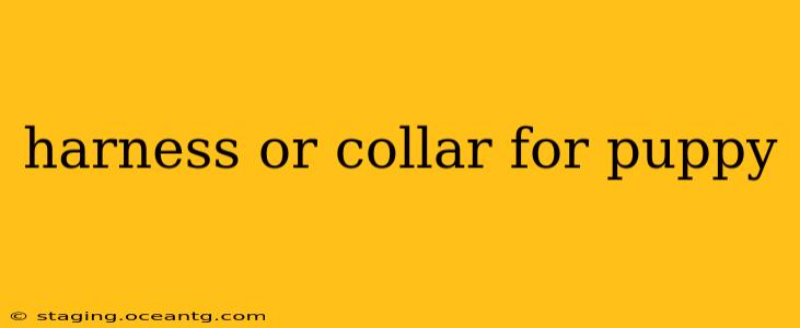 harness or collar for puppy