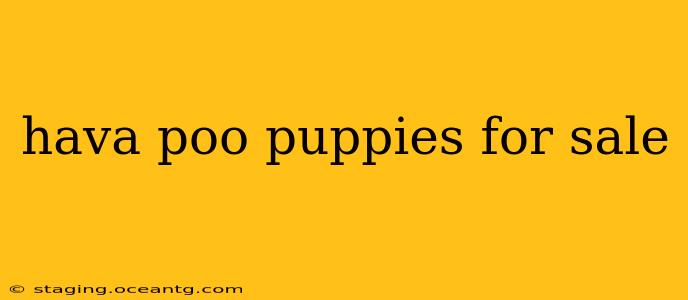 hava poo puppies for sale