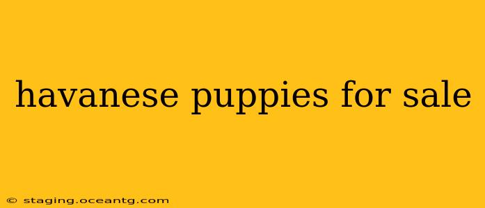 havanese puppies for sale