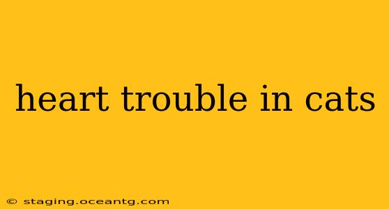 heart trouble in cats